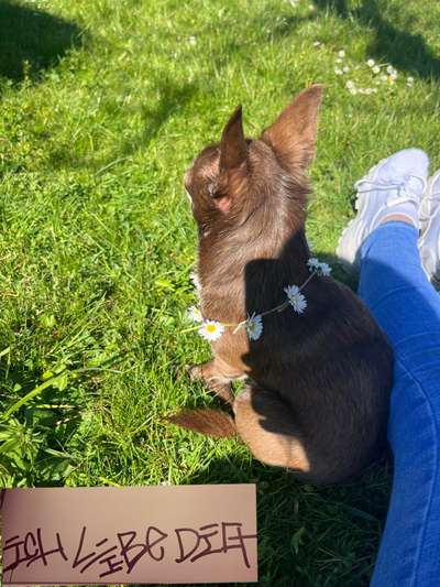 Hundetreffen-Gemeinsam laufen, spielen-Bild