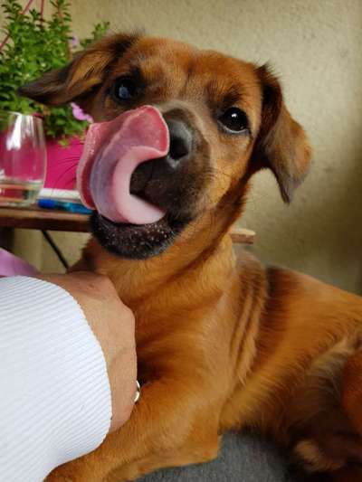 Die Dogorama-Wochen-Challenge "Die schönste Grimasse"-Beitrag-Bild