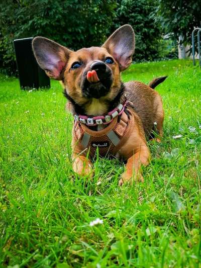 Fotochallenge Nr. 59 - Mein Hund zeigt die Zunge-Beitrag-Bild