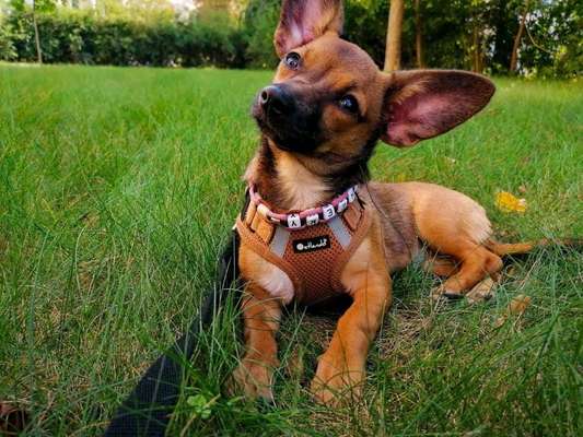 Mischlingshunde Foto Aufruf-Beitrag-Bild