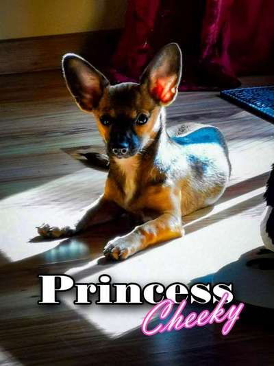 Mischlingshunde Foto Aufruf-Beitrag-Bild