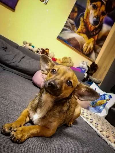 Mischlingshunde Foto Aufruf-Beitrag-Bild