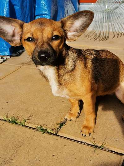 Liebhaber des Deutschen Pinscher gesucht.-Beitrag-Bild