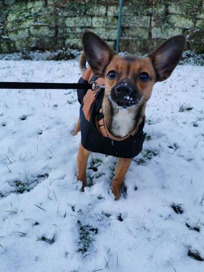 Liebhaber des Deutschen Pinscher gesucht.-Beitrag-Bild