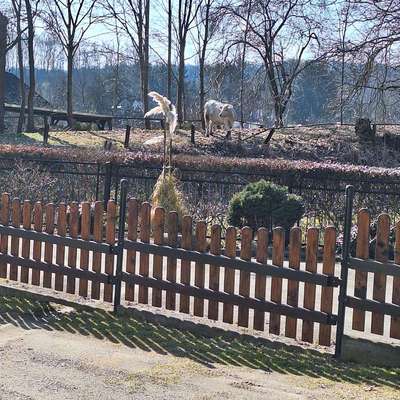 aktuelles Foto Gruppe Dackel