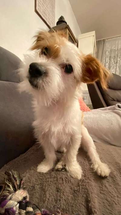 Dogorama Photo Challenge - Hundeblick zum hinschmelzen-Beitrag-Bild