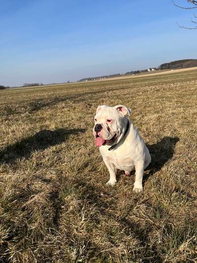 Auslandstierschutz-Beitrag-Bild