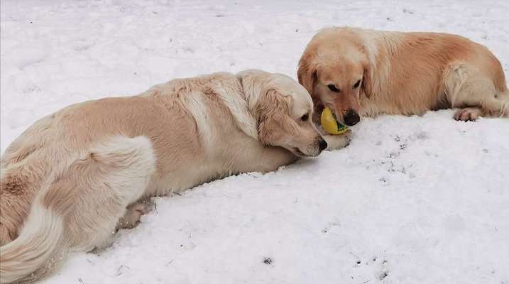 Bester Freund, Hundekumpel - zeigt her!-Beitrag-Bild