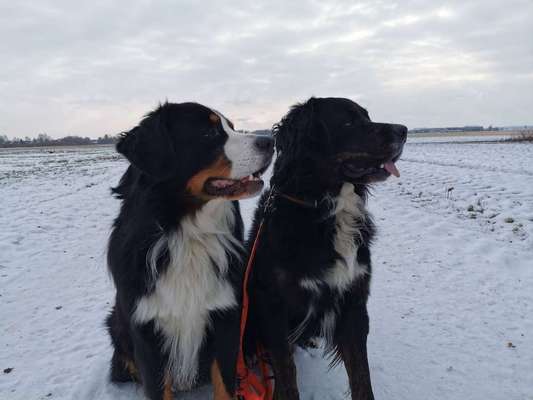 Die Dogorama Wochen Challenge "Friends will be Friends"-Beitrag-Bild