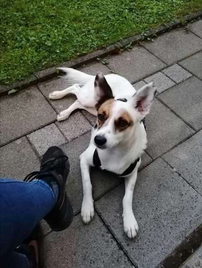 Mischlingshunde Foto Aufruf-Beitrag-Bild