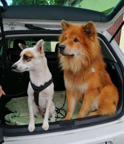 Die Dogorama Wochen Challenge-Beitrag-Bild