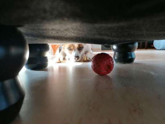 Dogorama Photo Challenge - Durchblick-Beitrag-Bild