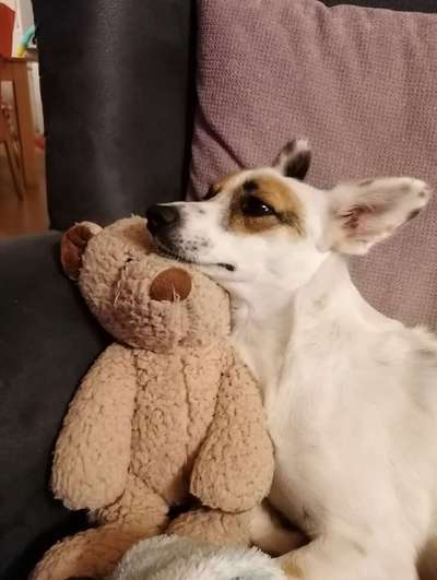 Mischlingshunde Foto Aufruf-Beitrag-Bild