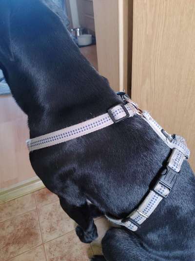 Das passende Brustgeschirr-Beitrag-Bild