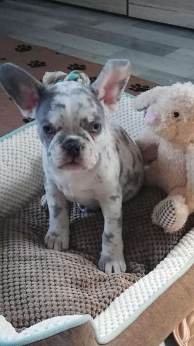 Französische Bulldoggen-Beitrag-Bild