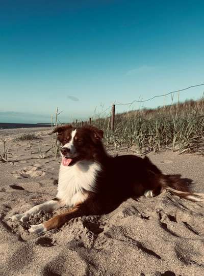 Hundetreffen-Treffen zum trainieren und spielen 🐶🧡-Bild