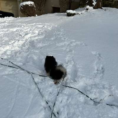 Hundetreffen-Jungspund treff in Lyss-Bild