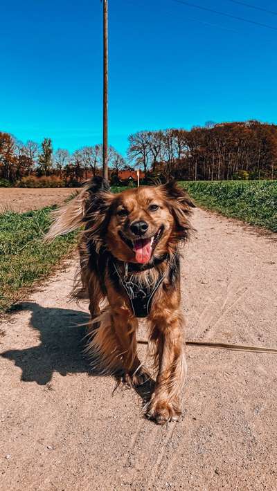 Auslandstierschutz-Beitrag-Bild