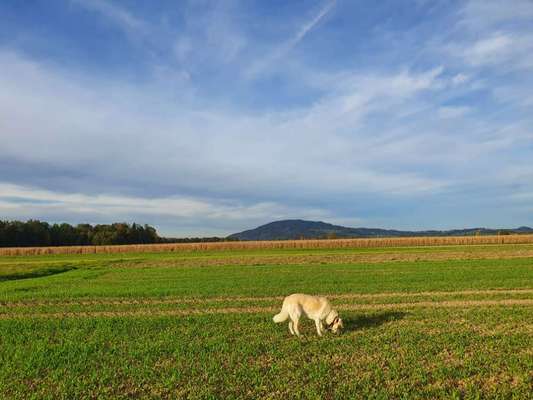 Die wunderschöne Welt mit Hund.-Beitrag-Bild