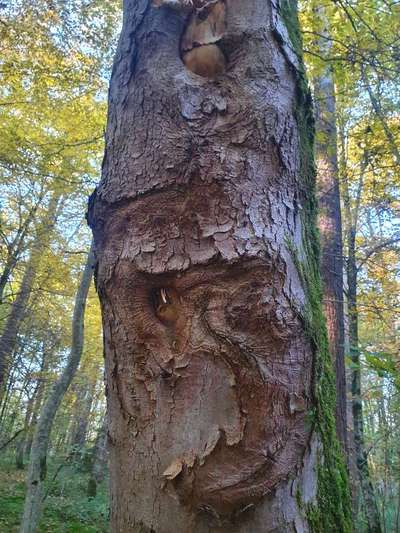 Die wunderschöne Welt mit Hund.-Beitrag-Bild