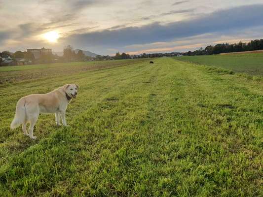 Die wunderschöne Welt mit Hund.-Beitrag-Bild