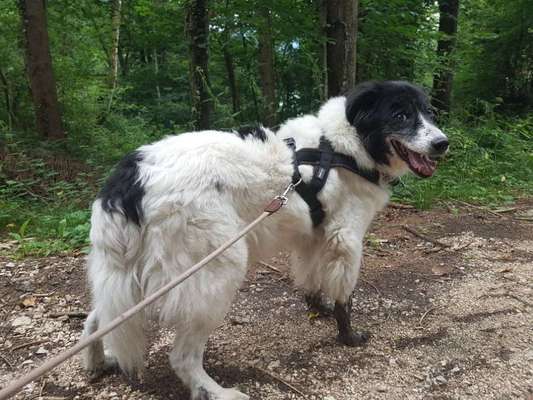 Fotochallenge Nr. 56 - geliebte Senioren-Beitrag-Bild