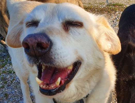 Die Dogorama Kalender Challenge Titelbild-Beitrag-Bild