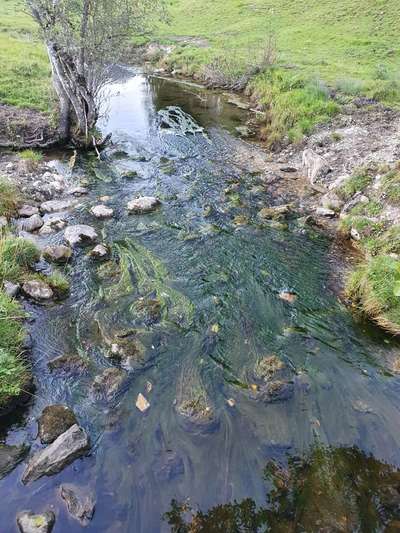 Die wunderschöne Welt mit Hund.-Beitrag-Bild