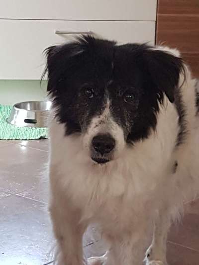 Regenbogenbrücke-Beitrag-Bild