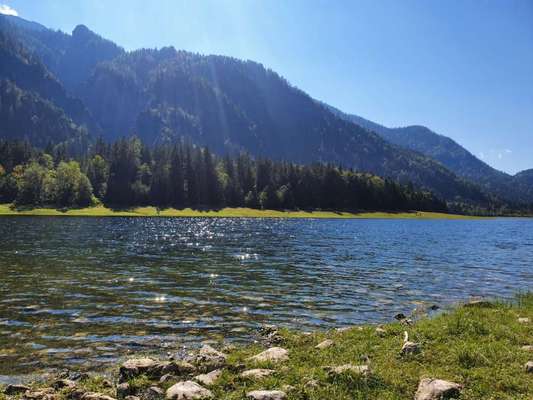 Die wunderschöne Welt mit Hund.-Beitrag-Bild