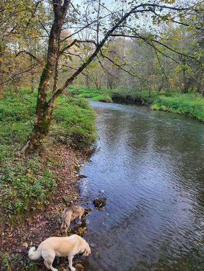 Die wunderschöne Welt mit Hund.-Beitrag-Bild