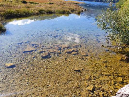 Die wunderschöne Welt mit Hund.-Beitrag-Bild