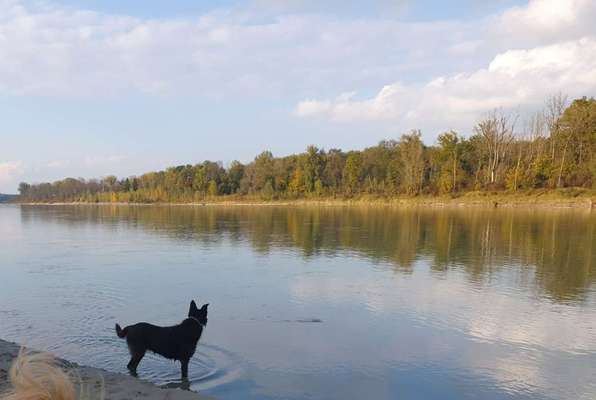 Die wunderschöne Welt mit Hund.-Beitrag-Bild