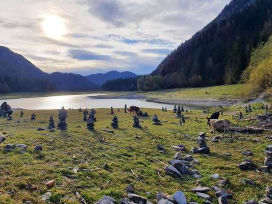 Die wunderschöne Welt mit Hund.-Beitrag-Bild