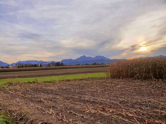 Die wunderschöne Welt mit Hund.-Beitrag-Bild