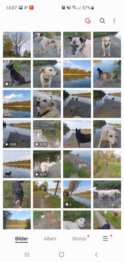 Zeig mir, dass du mit einem hund zusammenlebst....-Beitrag-Bild