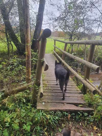 Die wunderschöne Welt mit Hund.-Beitrag-Bild