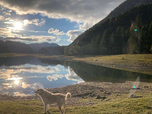 Die wunderschöne Welt mit Hund.-Beitrag-Bild