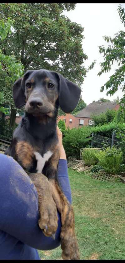 Welpen Bilder !-Beitrag-Bild