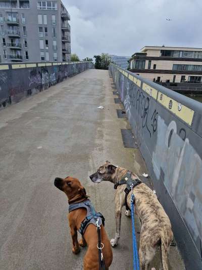 Hundetreffen-Spaziergangpartner am Main Gutleut-Bild