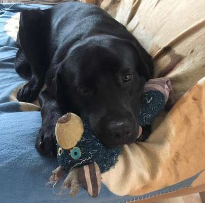 Labradorfans-Beitrag-Bild