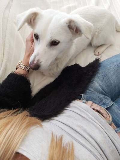 Jack Russell Terrier-Beitrag-Bild