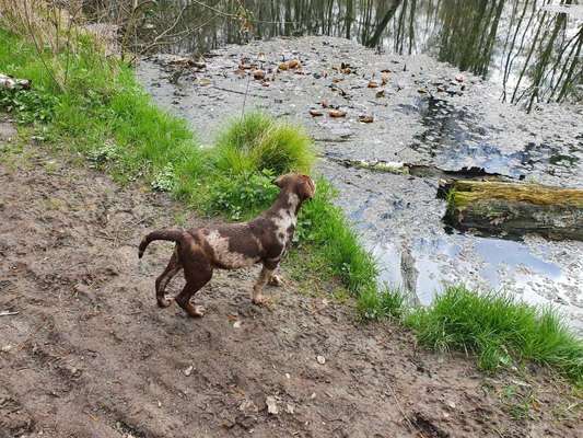 Dogorama-Monats-Challenge-Mai "Wasser"-Beitrag-Bild