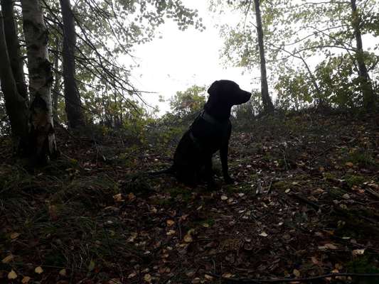 Die Dogorama Kalender Challenge Titelbild-Beitrag-Bild