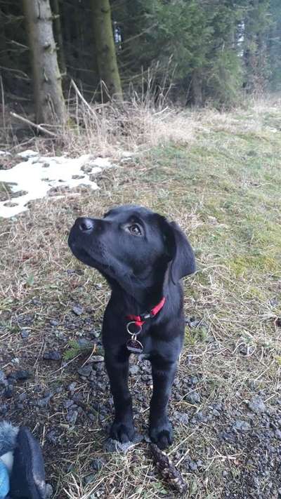 Welpen Bilder !-Beitrag-Bild