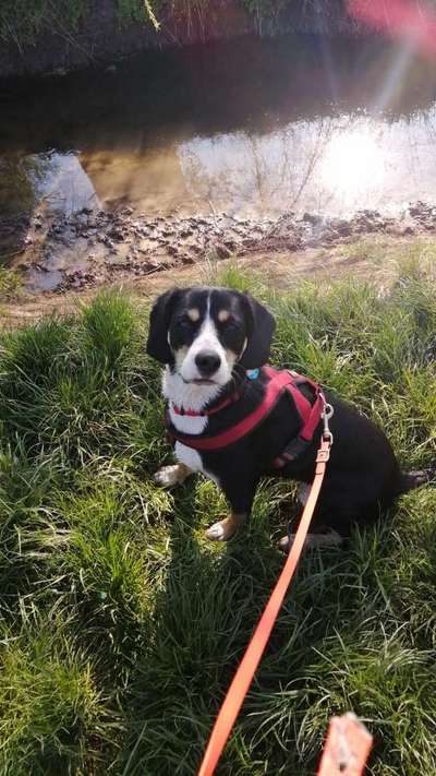 Foto's und Hundemodels-Beitrag-Bild