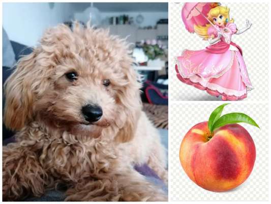 Wie heißt dein Hund?-Beitrag-Bild