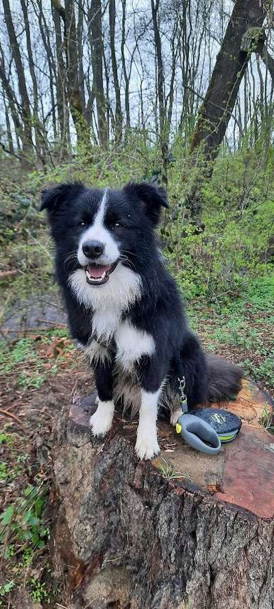 Hundetreffen-Spiel-,Gassi Partner/in gesucht.-Bild