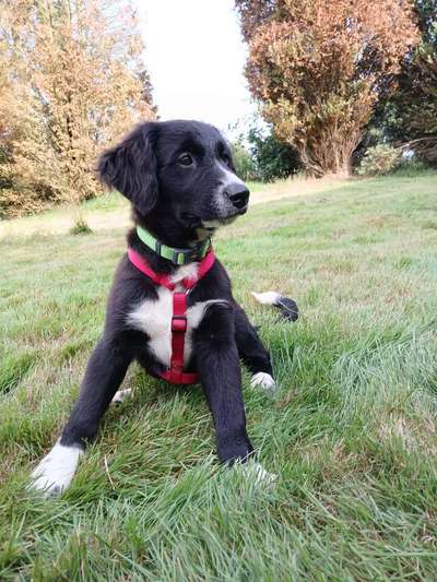 Hundetreffen-Social Walk für Welpen Junghunde-Bild