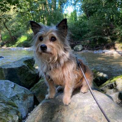 Hundetreffen-Hundetreffen am Bodensee und Umgebung
